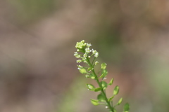 Lepidium virginicum virginicum