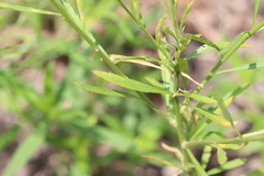 Lepidium virginicum virginicum