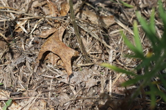 Lepidium virginicum virginicum