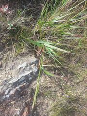 Elymus glaucus