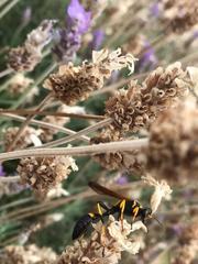 Sceliphron caementarium