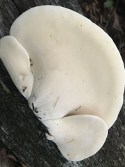 Buglossoporus quercinus