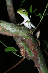 Enyalius