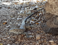 Aspidoscelis tigris tigris