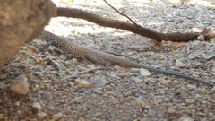 Aspidoscelis tigris tigris