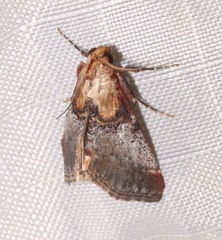 Cacozelia basiochrealis