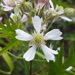 Rubus laciniatus - Photo (c) Alex Abair,  זכויות יוצרים חלקיות (CC BY-NC), uploaded by Alex Abair