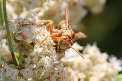 Polistes apachus
