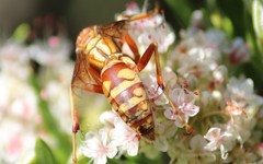 Polistes apachus