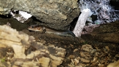 Plestiodon laticeps