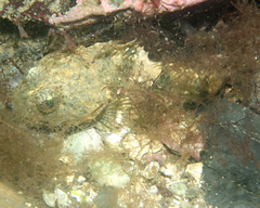 Myoxocephalus