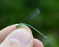 Coenagrion resolutum