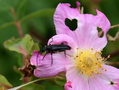 Trachysida mutabilis