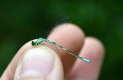 Coenagrion resolutum