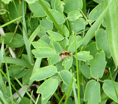Parhelophilus obsoletus