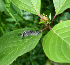 Dasychira vagans