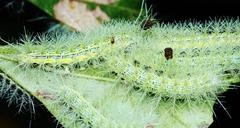 Lepidoptera
