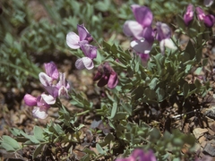 Lathyrus grimesii