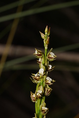 Prasophyllum australe