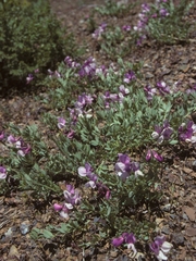 Lathyrus grimesii