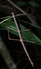 Canuleius grandis