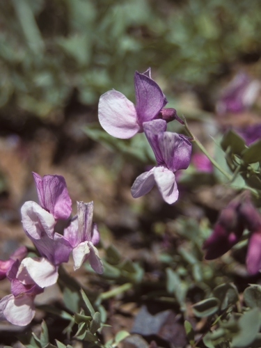 Grimes' pea (Lathyrus grimesii)