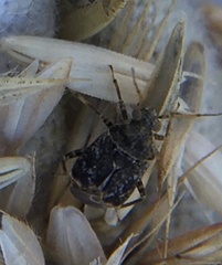 Charagochilus gyllenhalii
