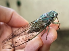 Orientopsaltria fuliginosa