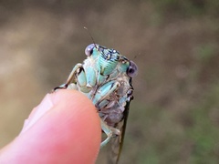 Orientopsaltria fuliginosa