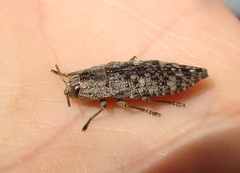 Dicerca obscura