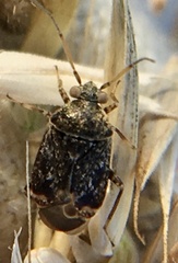 Charagochilus gyllenhalii