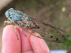 Orientopsaltria fuliginosa