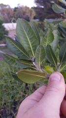 Planchonella costata