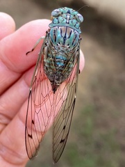 Orientopsaltria fuliginosa