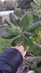 Planchonella costata