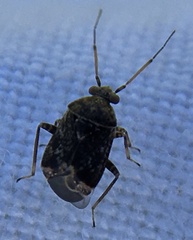 Charagochilus gyllenhalii