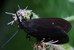 Lepidoptera