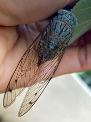 Orientopsaltria fuliginosa