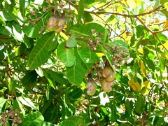 Anacardium