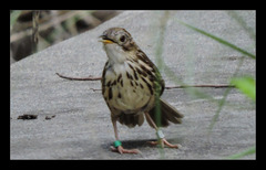 Pellorneum ruficeps