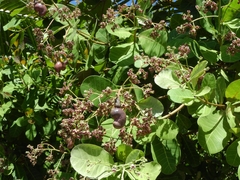 Anacardium