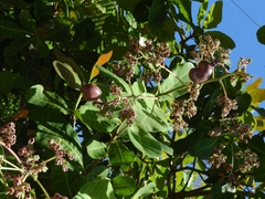 Anacardium