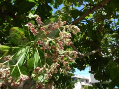 Anacardium