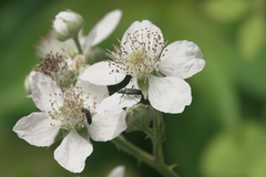 Grammoptera subargentata