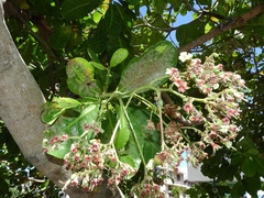 Anacardium