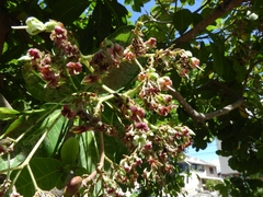 Anacardium