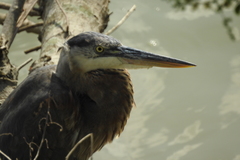 Ardea herodias