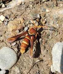 Paranthrene robiniae