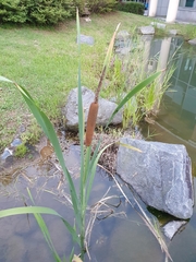 Typha orientalis
