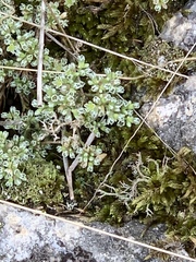 Scleranthus perennis